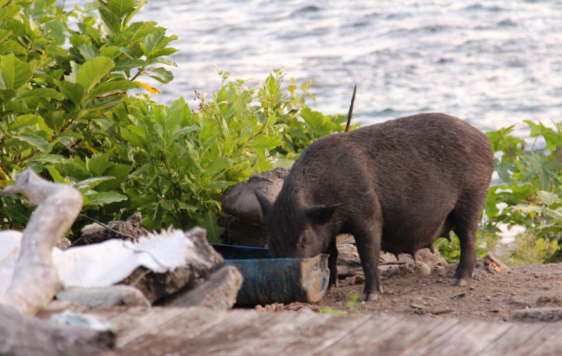 蘭嶼脫逃野豬氾濫隨處可見，鄉公所祭出懸賞獵捕。   圖 : 翻攝自youthtravel
