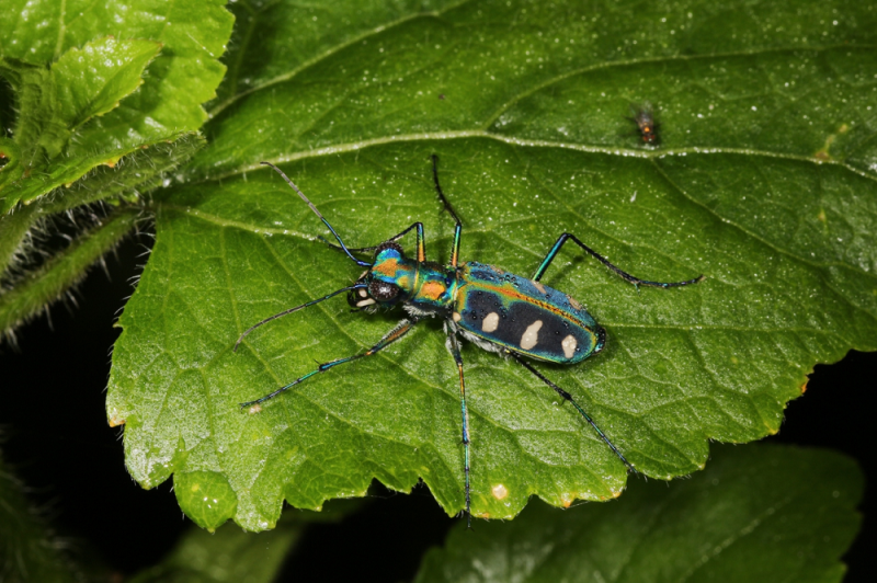 指南溪生態豐富多樣，其中還有一般少見的八星虎甲蟲出沒。   圖：台北市工務局提供