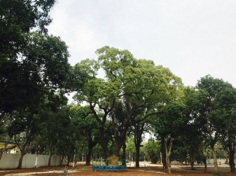 台中花博森林園區內有1900多棵老樹全數保留。   圖 : 台中市政府/提供