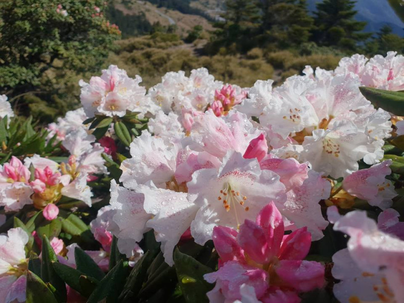 每年的5月的是合歡山高山杜鵑全開的季節，在台14甲線的沿線，每年花季總擠爆眾多賞花與攝影好手上山。   圖：太魯閣國家管理處FB粉絲專頁提供