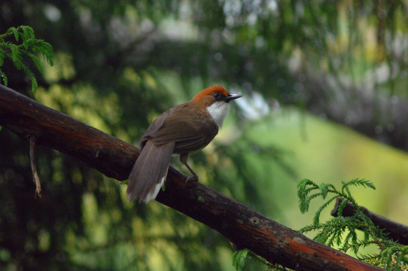 特有生物研究保育中心針對石山林道的鳥類多樣性進行研究，至今成果相當豐碩。圖為台灣白喉噪眉。   圖：特有生物研究保育中心／提供