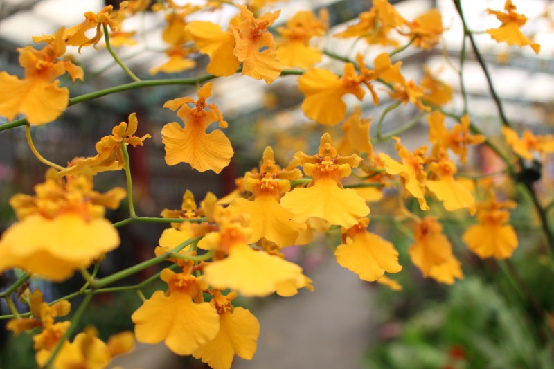 萼瓣黃帶橘有如太陽一般耀眼無比的「金太陽文心蘭」。   圖：台北市政府／提供