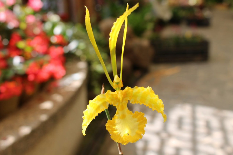 花朵構造特殊的「娥形文心」。   圖：台北市政府／提供