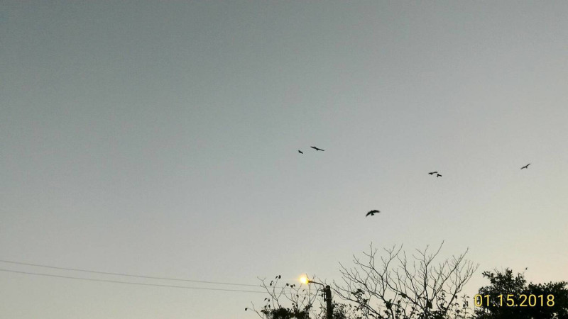 瑞芳動物之家周遭上空便可見到一群振翅遨翔的黑鳶。       圖：新北市動保處提供