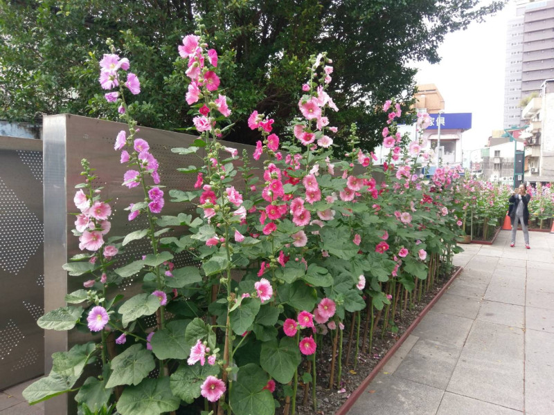 士林捷運站2號出口近中山北路5段505巷口也栽種許多蜀葵花佈置，同樣有繽紛鮮豔的桃紅、粉紅花朵，值得去感受美麗蜀葵花繽紛的好心情！   圖：台北市政府提供