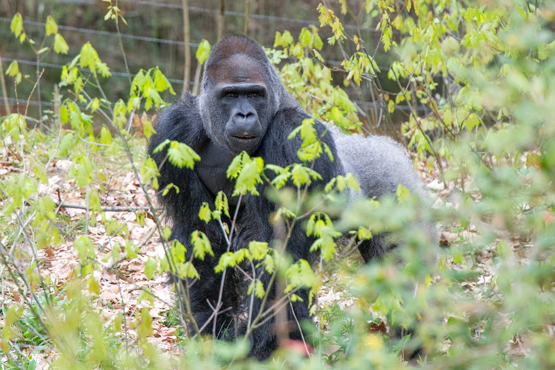 台北市立動物園金剛猩猩「寶寶」目前在荷蘭動物園有3隻母猩猩作伴，荷蘭園方表示「寶寶」適應良好。   圖：荷蘭阿培浩爾靈長類公園提供