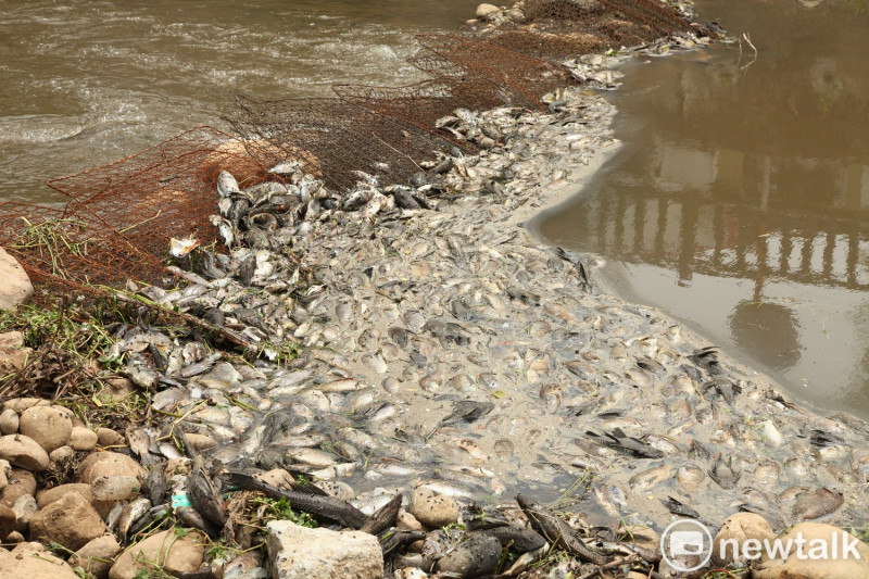 敬鵬大火救災廢水流入河川，造成魚群大量死亡，曝曬後臭味令人作噁。   圖: 林昀真/攝