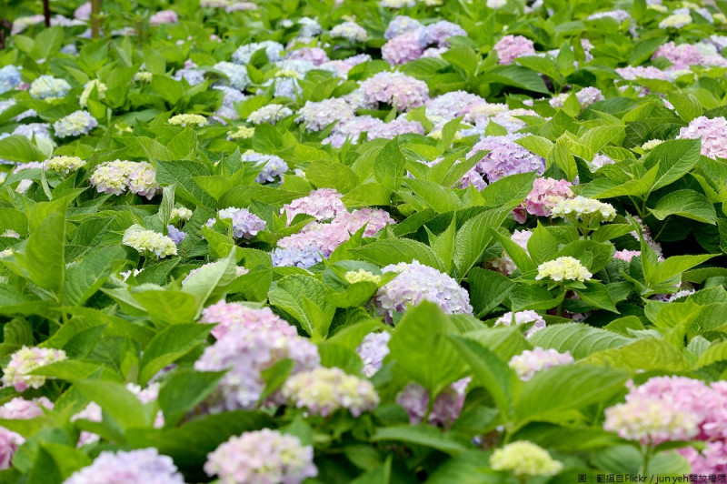 新北泰山國中旁的黎明步道花園，繡花球步道長約1至2百公尺，繡花球花況約在每年的5月底至6月中，沿途繡花球花色有粉、藍、紫、綠的顏色，是相當美麗的賞繡球花小秘境！   圖：翻攝自Flickr／jun yeh開放權限