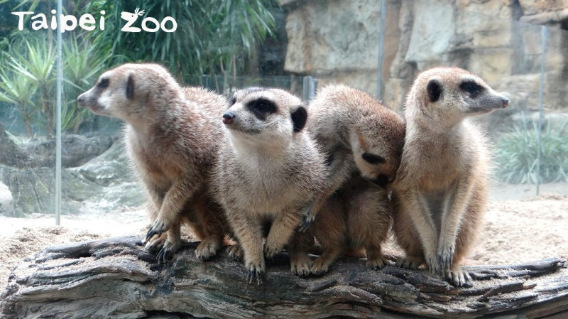 狐獴家族的哥哥們雖然也會幫忙抱抱小小孩，但餵奶這件事就愛莫能助了！   圖：台北市動物園/提供