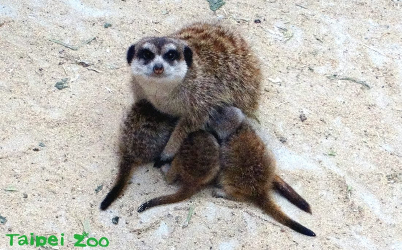 每到用餐時間，狐獴孩子們會爭先恐後地擠到姆姆媽媽胸前，找一個舒適的位置吸奶，模樣相當可愛！   圖：台北市動物園/提供
