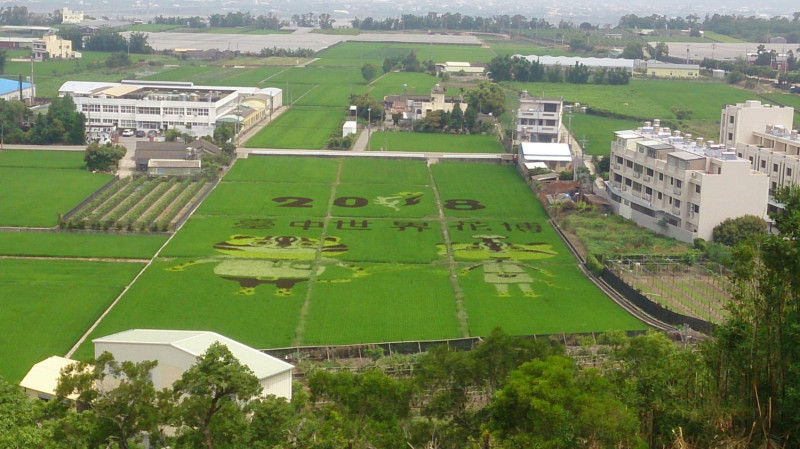 外埔區永豐里的花博彩繪稻田。   圖：台中市政府提供