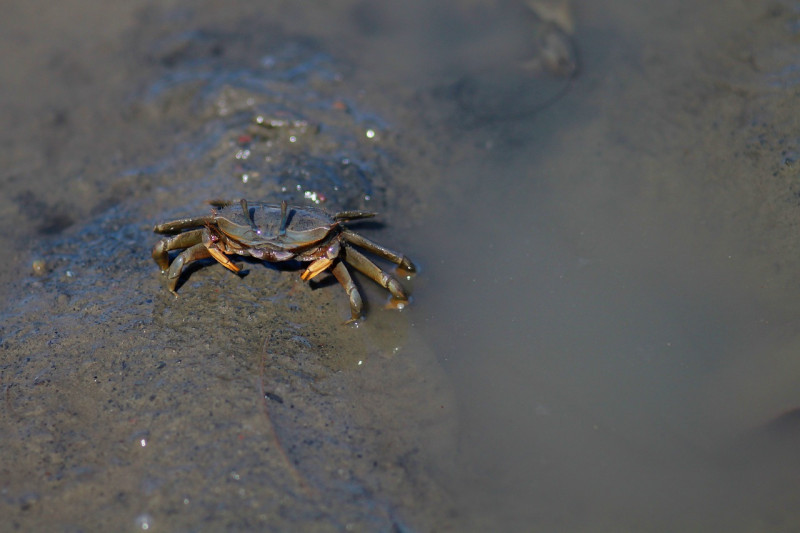 濕地中的招潮蟹。   圖：來源自pixabay