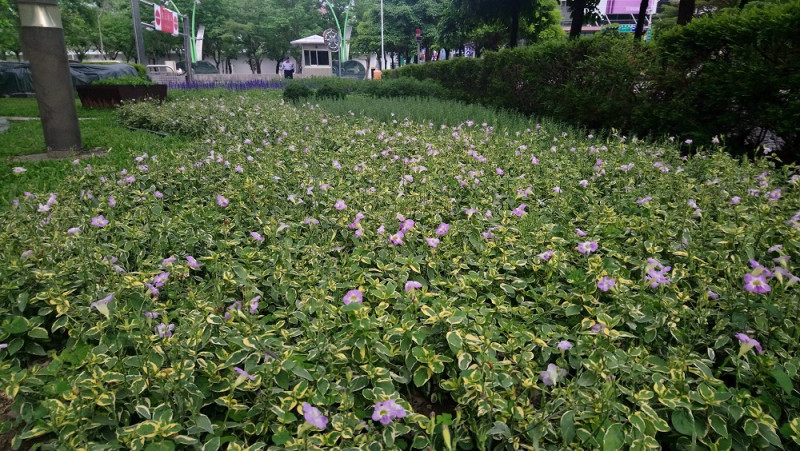 斑葉赤道櫻草的淺紫色小花，將庭園妝點得相當有活力又兼具美觀，還能拿來食用！   圖：台北市工務局提供