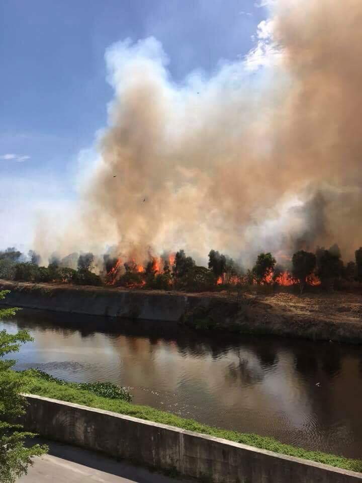 奇美博物館三爺溪旁的小森林發生火災。   圖：翻攝自爆料公社臉書