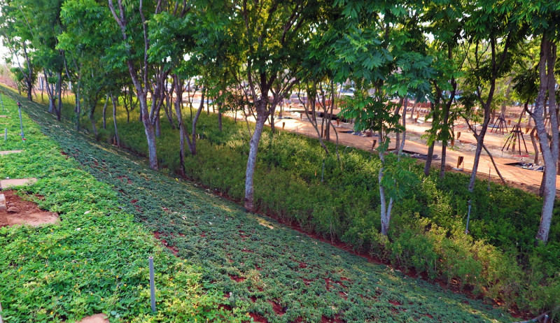 台中市府在外埔園區內的無患子林規劃了彩虹花田。   圖 : 台中市政府/提供
