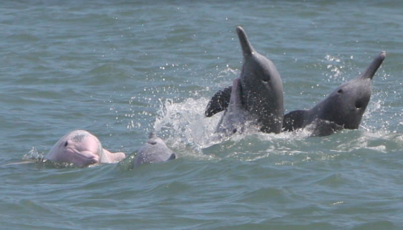 ＮＯＡＡ）」針對台灣白海豚，發表了最終裁定，正式將台灣白海豚列入「瀕危物種」。   圖：台灣媽祖魚保育聯盟提供/  張恒嘉/攝