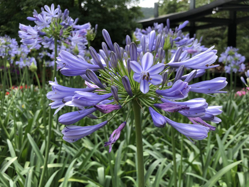 初夏時節，粉紫相間的愛情花降臨內雙溪，還有藍紫色的愛情花正綻放迷人的光彩！   圖：台北市工務局提供