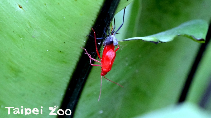 「紅姬緣椿象」孵化後的若蟲呈鮮紅色，每蛻一次皮翅芽就再長長一些。   圖：台北市立動物園／提供