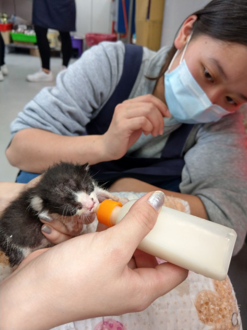 動保員以人工方式餵小貓喝奶。   圖：新北市動保處／提供