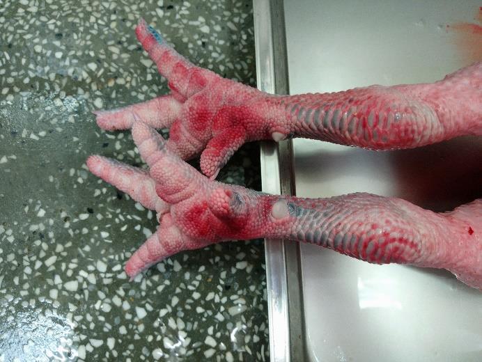 檢驗禽流感陽性之屠體腳脛瀰漫性潮紅情形。   圖：台北市動保處／提供