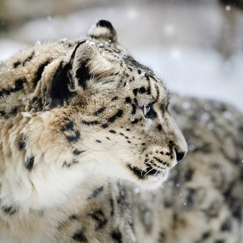 雪豹有「雪山之王」之稱，是被中國列為一級保護的瀕危物種。   圖：翻攝香港孟加拉貓舍臉書