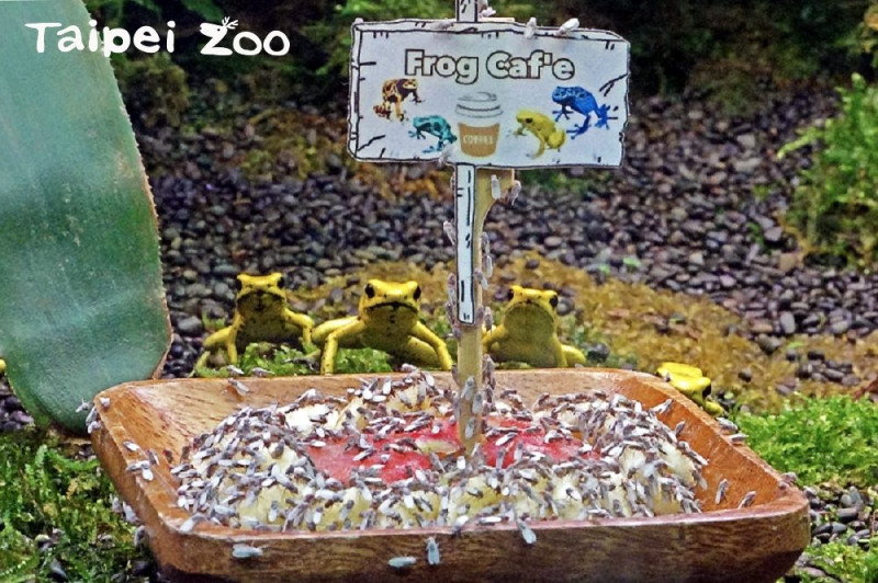 動物園兩棲爬蟲動物館「Frog Café」正式開張囉！   圖：台北市立動物園／提供