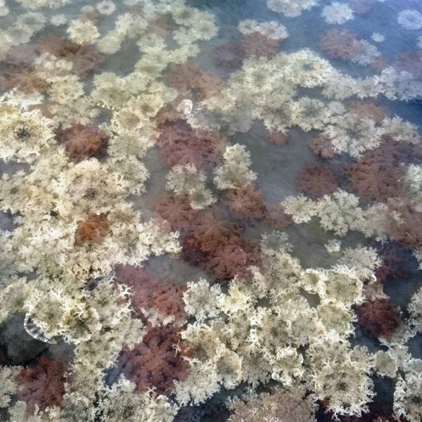 疑似基因突變的藍色仙后水母和台灣獨有的倒立水母，其生存條件需要水質乾淨清澈、有稍微流動之水流，水溫須在22℃至28℃。   圖：高雄旅遊網提供