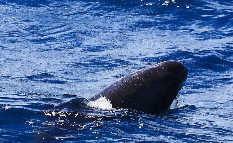 花蓮賞鯨業者17日帶著遊客出航，在花蓮溪口以東的鹽寮海邊看到20多隻小虎鯨悠游。   圖 : 多羅滿賞鯨/提供