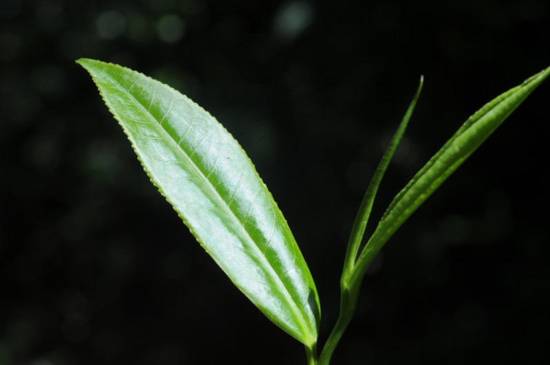 台灣山茶的總抗氧化活性為5.36±0.06mM of Trolox、總酚類含量為390.58±1.78 mg/g，這兩項指標明顯高於其他市售綠茶。圖為台灣山茶的綠心芽。   圖：農委會提供