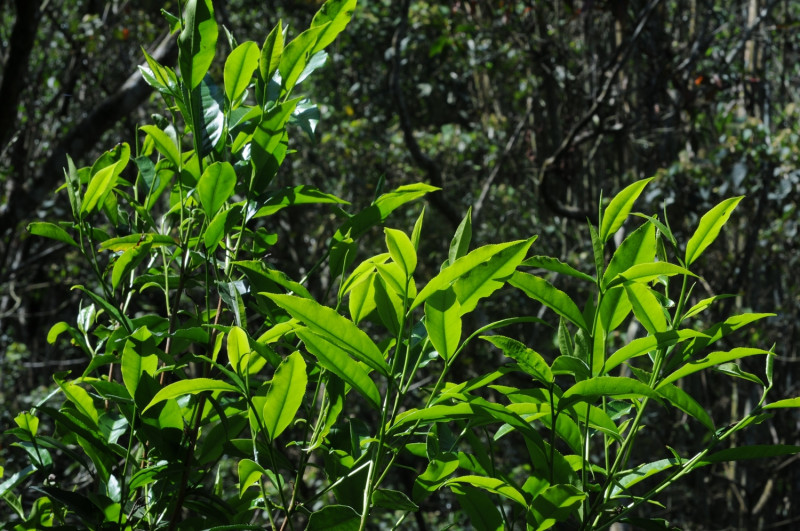 六龜區傳統地方特產以芒果、蓮霧、麻竹筍為主，然而這些都是季節性農產品，不易保存。圖為台灣山茶的植株。   圖：農委會提供