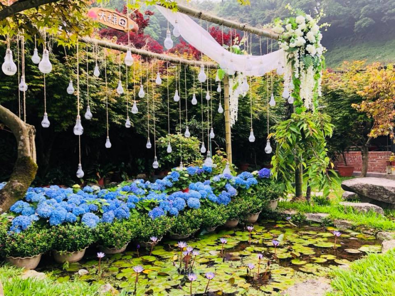竹子湖地區的繡球花約有7至8個品種，色彩豐富，以藍紫色系為主。圖為大梯田花卉生態農園打卡點。   圖：北投區農會／提供