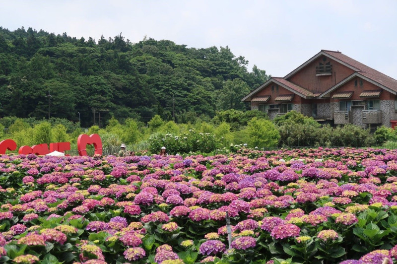 今年竹子湖地區栽種繡球花的農園增加為8戶，因各農園地形有別，繡球花海呈現出各式風貌。圖為財福海芋田繡球花。   圖：北投區農會／提供