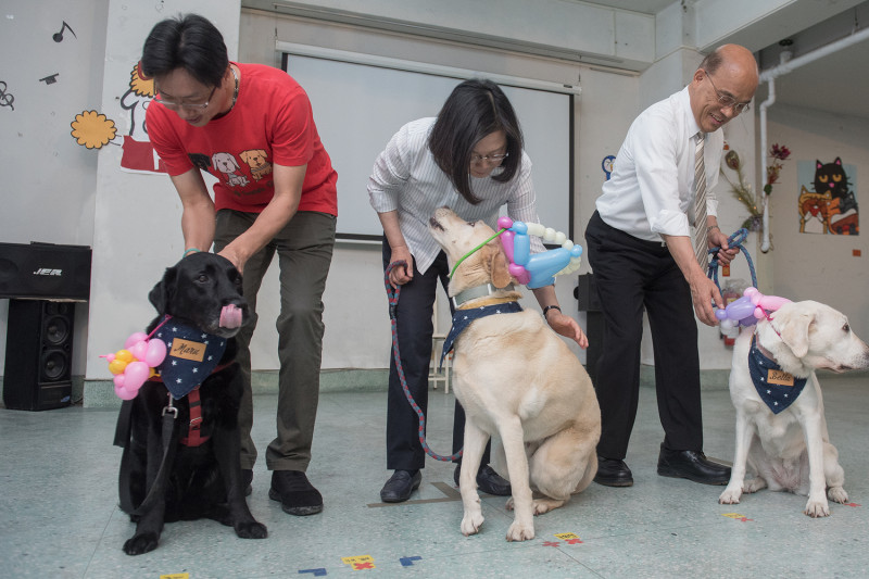 總統蔡英文認養的三隻導盲犬，人稱「官邸三寶」的Bella、Bunny以及Maru。   圖：總統府/提供