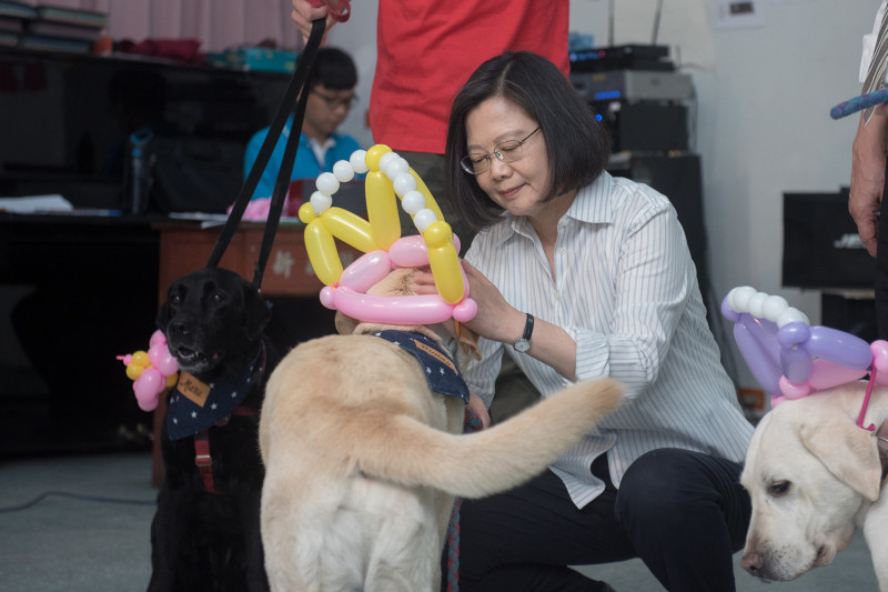蔡英文折氣球皇冠給導盲犬戴。   圖：總統府/提供