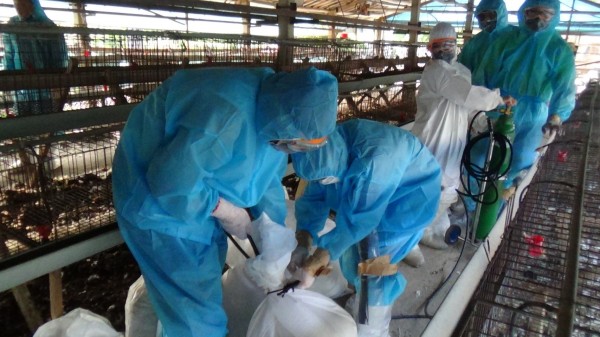 雲林及台南禽場確診禽流感案例，動物防疫機關執行撲殺。資料照片。   圖：來源自台南市動保處