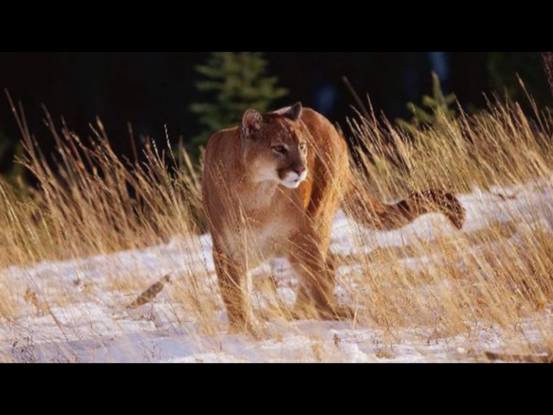 美洲獅是小型貓科霸主，有「北灰殺手」之稱。   圖：翻攝自Youtube