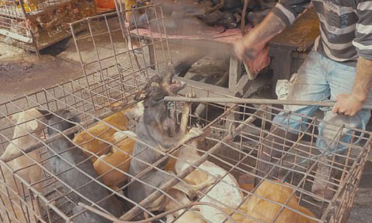 卡麥蓉狄亞和艾倫狄珍妮絲等影劇界、音樂圈和體壇國際巨星呼籲印尼總統下令禁止買賣狗肉和貓肉。   圖 : 翻攝自look.huanqiu.com