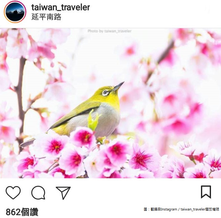 這張鳥語花香的照片，真的很有意境！   圖：翻攝自Instagram／taiwan_traveler開放權限