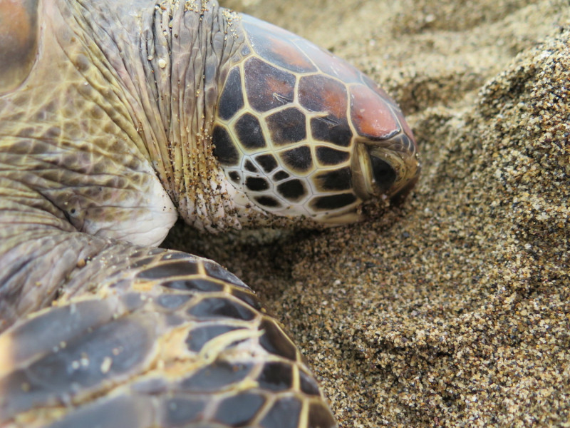 每年5月23日是「世界海龜日」，動保處保育動物工作不遺餘力外，近日也成功將廢棄漁網纏繞海龜「索隆」康復並重返大海，希望透過海龜野放活動，喚起大家對海洋保育的重視。   圖：新北市動保處提供
