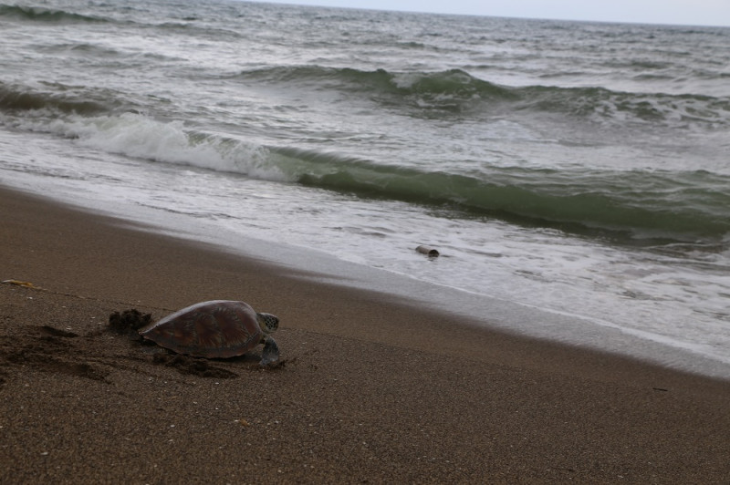 經過3個多禮拜的照護後，醫療小組評估海龜「索隆」可以野放回大海。   圖：新北市動保處提供