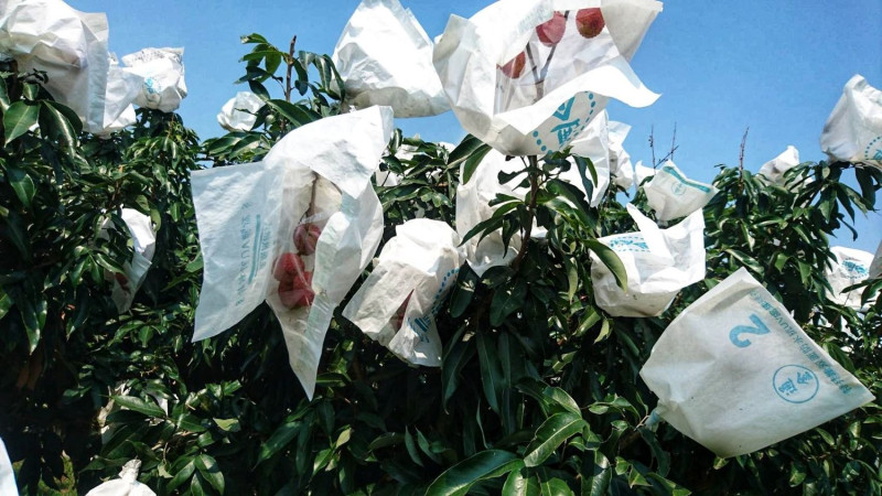 郭坤得在果園健康安全中，可見許多果園有許多白色的袋子套在樹上的果實細枝上，郭坤得表示，白色的袋子可減緩光合作用的速度。   圖：高雄市農業局提供