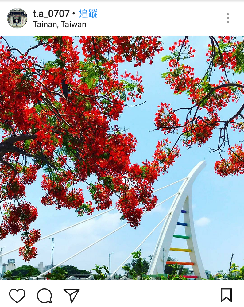 台南有座新臨安橋又有彩虹橋的稱號，在橋旁的步道鳳凰花季時，有一字旁開的鳳凰花盛況，如同紅毯般的壯麗景色。   圖：翻攝自instrgram／t.a_0707 開放權限