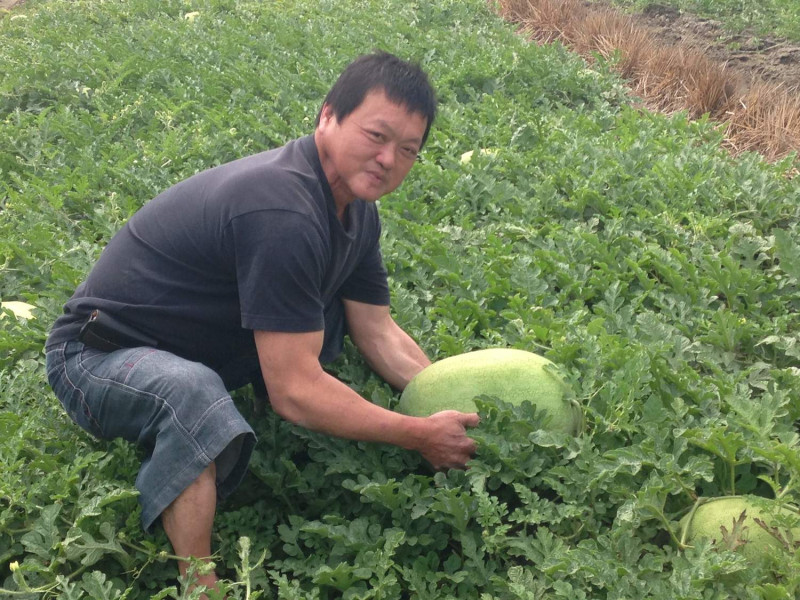 呂榮騰罹癌後，經過三年摸索，終於種出又大又甜的西瓜。   圖：陽光基金會雲嘉中心/提供