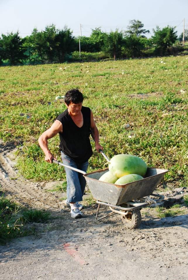 為了家計，呂榮騰忍痛採收西瓜。   圖：陽光基金會雲嘉中心/提供