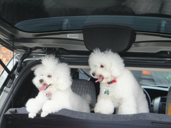 千萬不可以把狗狗關在沒有空調或通風差的車內，因為悶熱的車內如同烤爐一般，容易使耐熱度差的狗狗中暑。   圖：新北市動保處／提供