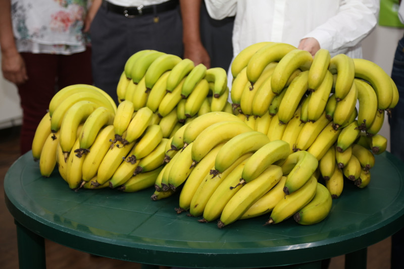 最近香蕉價格因產量過剩而下跌。   圖 : 嘉義縣政府（資料照片）