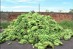 農糧署表示，近日產地青香蕉外銷收購價已回穩至每公斤12元以上   圖 : 翻攝自環境資訊中心