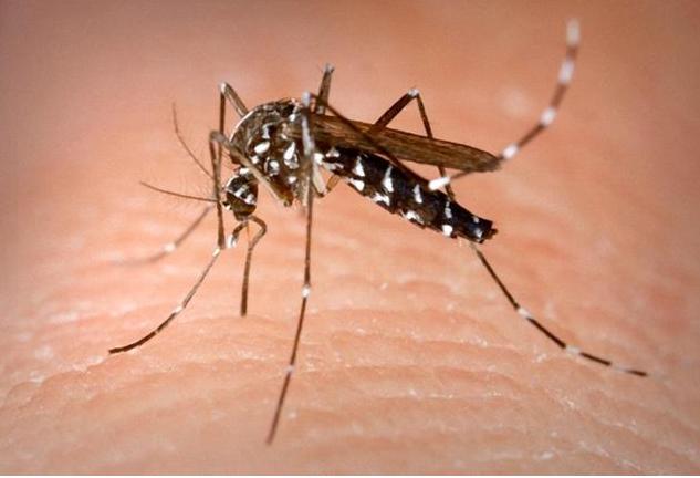 義大利東北部爆發西尼羅熱疫情，據傳這種病毒是透過蚊子傳播。
   圖 : 翻攝自pixpo.net