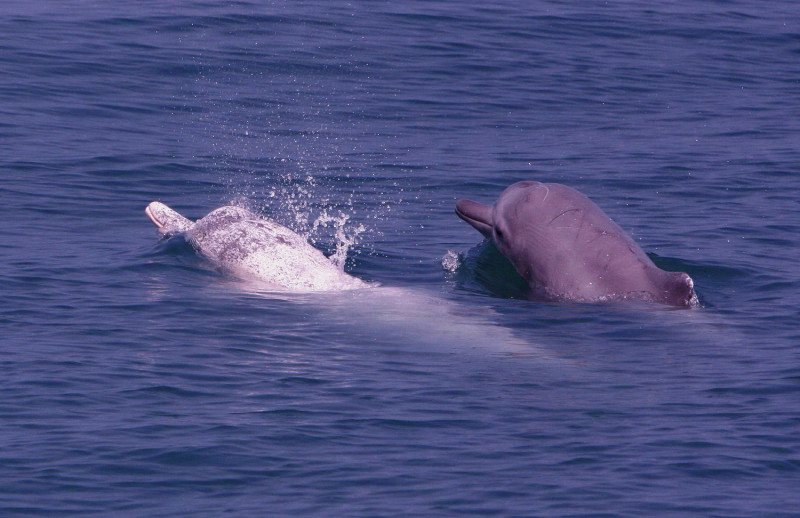 白海豚母子對。   圖：張恆嘉/攝