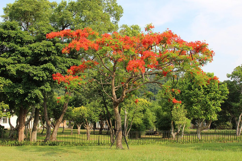 鳳凰木(花)花大而豔麗，為總狀花序，花辦5枚，隨著花開時間逐漸轉變為橙紅色，盛開時樹冠染成一片鮮紅，如同紅色蝴蝶翩翩飛舞。   圖：台北市政府提供